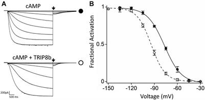 Validation of the binding stoichiometry between HCN channels and their neuronal regulator TRIP8b by single molecule measurements